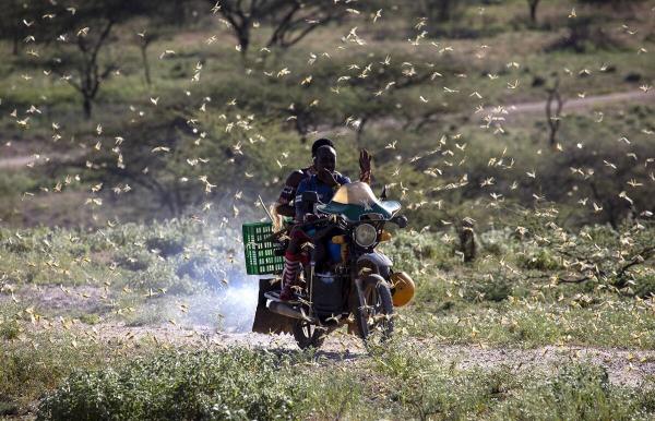 photo of Agencies race to prevent new food crisis as locusts return to northern Africa image