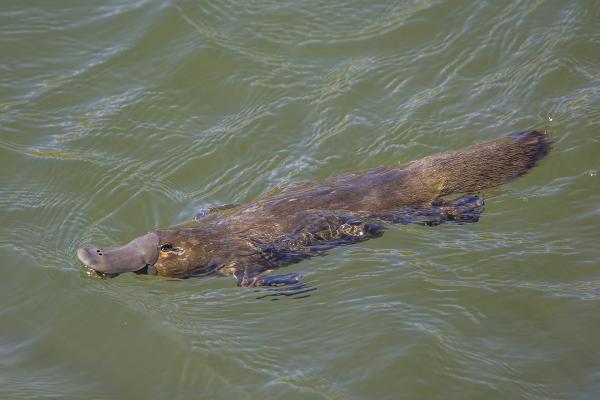 Reintroduced platypus population&hellip;
