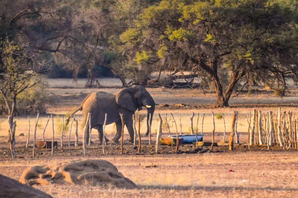 How Southern African farmers & elephants&hellip;