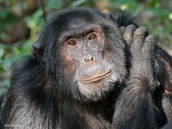 photo of Chimpanzees and gorillas among most traded African primates, report finds image