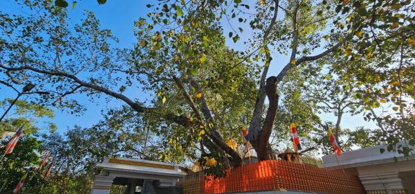 Ancient tree’s modern voyage from Sri&hellip;