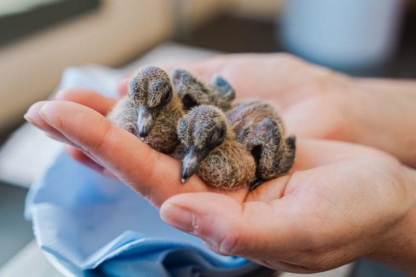 Newly hatched Socorro dove chicks bring…