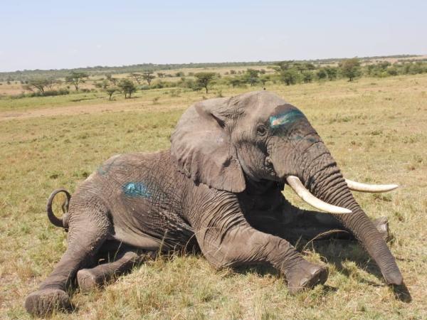 Kenya investigates mysterious deaths of…