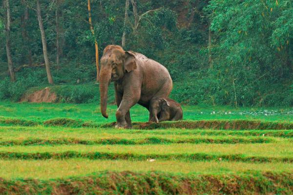 Bangladesh plans new ‘protected…