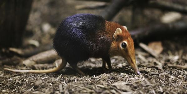 Biodiversity bonds can work, but their&hellip;