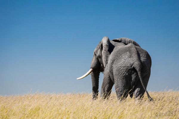 Huge ivory bust raises questions about&hellip;