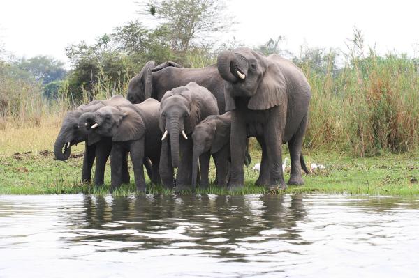 Electric fences help farmers and elephants coexist in…