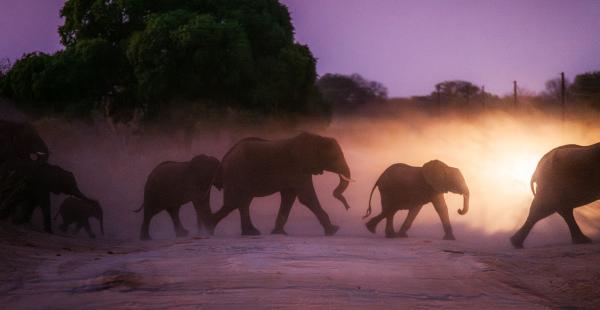 Corridors, not culls, offer solution to…