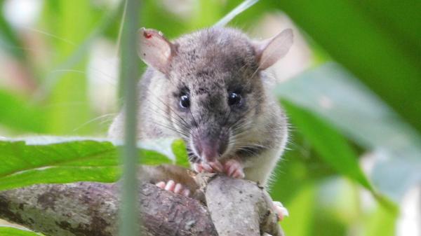 In one forest, native rats remain. In&hellip;