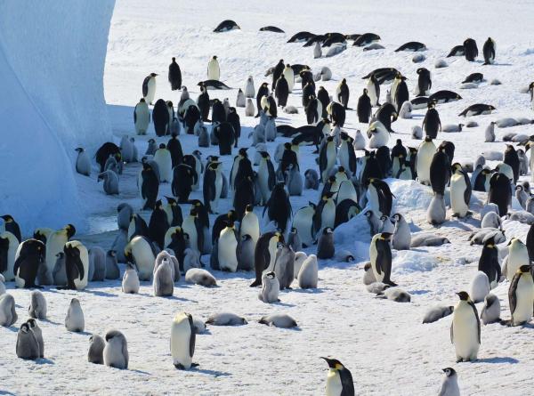 Emperor penguins are now endangered amid&hellip;