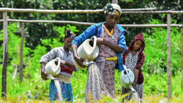 Fifty billion seedlings: Can Ethiopia&hellip;