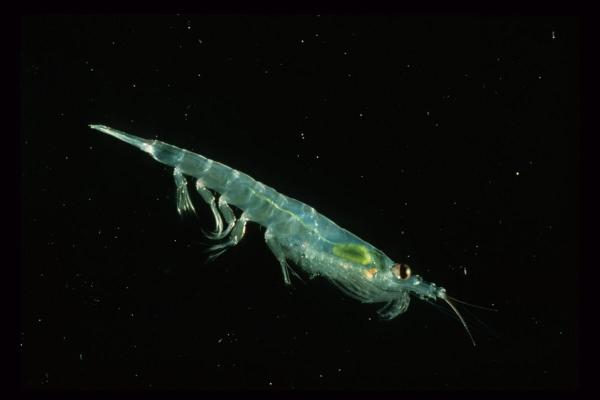 Norway’s proposal to double krill…