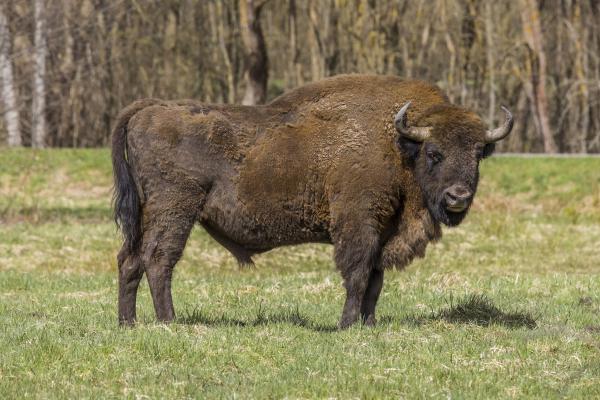 Can WarWilding defend Poland’s borders…