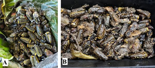 ‘Creamy, nutty’ spiders are protein&hellip;