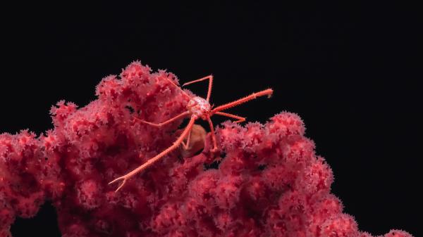 Deep-sea wildernesses are more important…