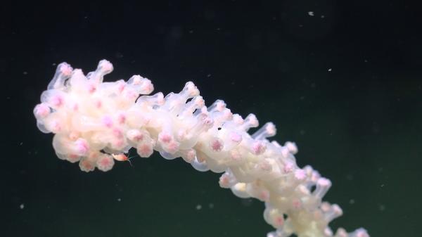 One of the world’s largest deep-sea&hellip;