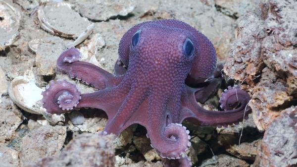 Caribbean scientists document uncharted&hellip;