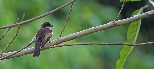New bird species identified on remote…