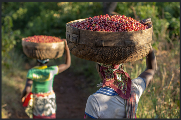 The knowledge to save coffee already&hellip;