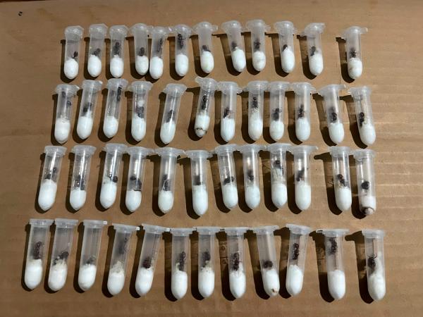 More than 100 queen ants destined for&hellip;