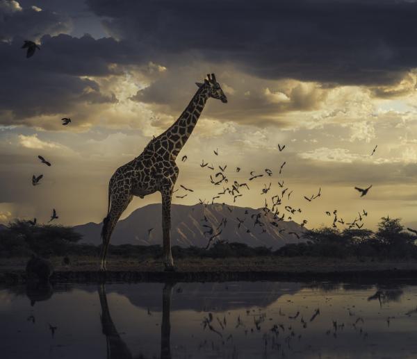 ‘Remembering Wildlife’ shines a&hellip;
