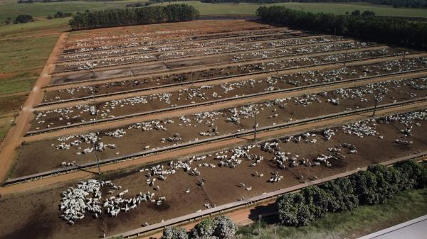 Tyson, JBS cases mark new level of…