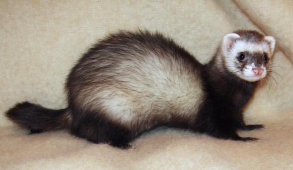 Invasive ferrets removed from an island&hellip;
