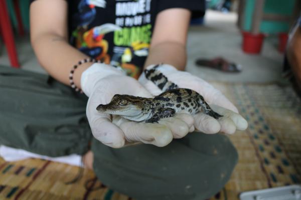 Saving crocodiles from extinction