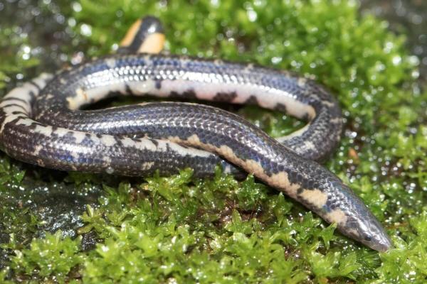 New species of burrowing snake described from coffee farm in&hellip;