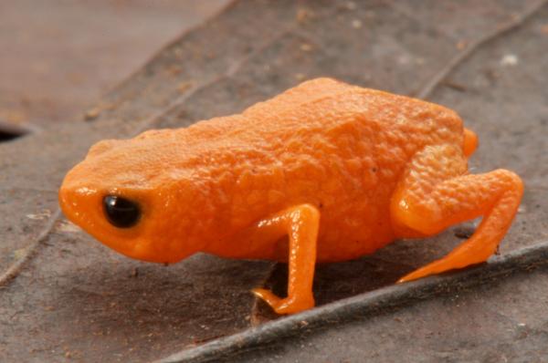 New miniature bright-orange toadlet&hellip;