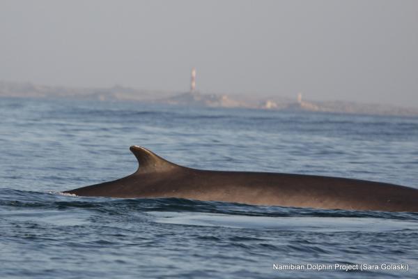 Sightings off Southern Africa suggest&hellip;