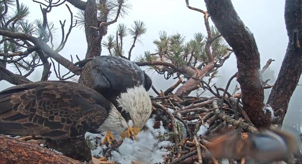 Big Bear Valley’s beloved bald eagle&hellip;