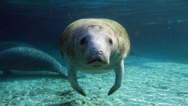 America’s retreat from wildlife…