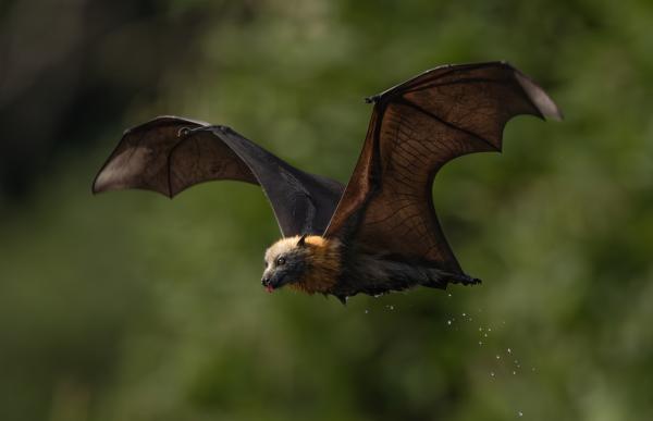 Australia’s flying foxes offer&hellip;