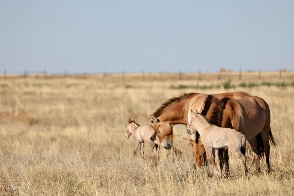 Two wild Przewalski’s horse foals born&hellip;