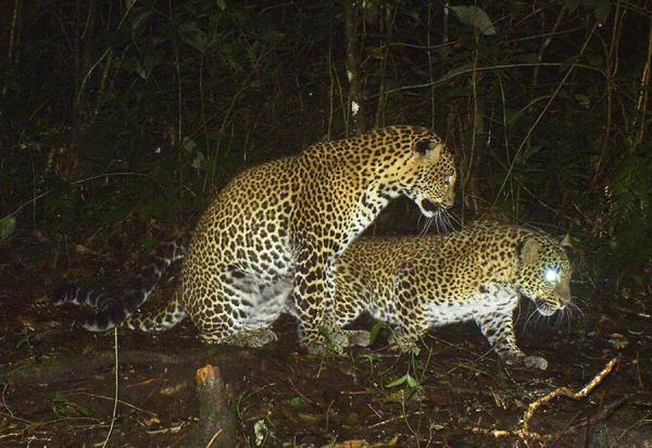 New study explores how reforestation could help Java’s&hellip;