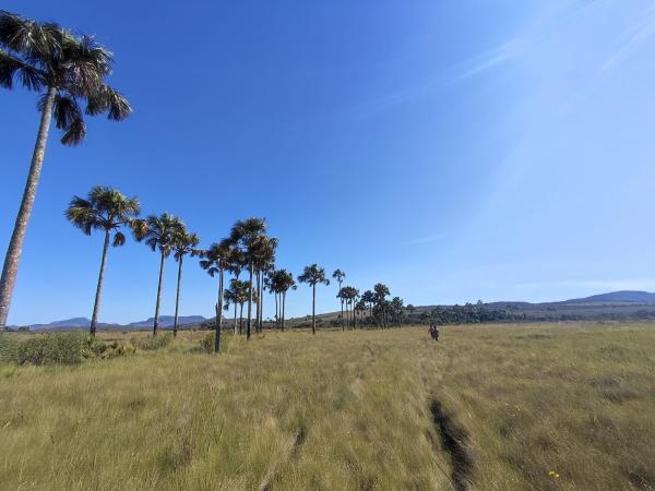 Cerrado’s hidden carbon highlights&hellip;