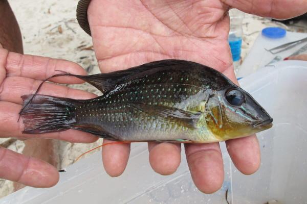 Negro River study finds genetic damage…