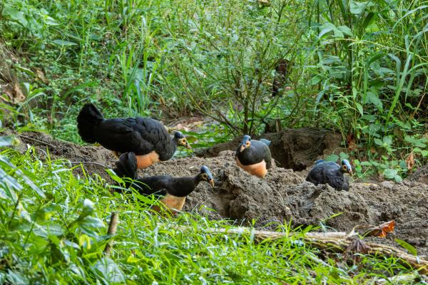 Rare Indonesian maleo birds face new…