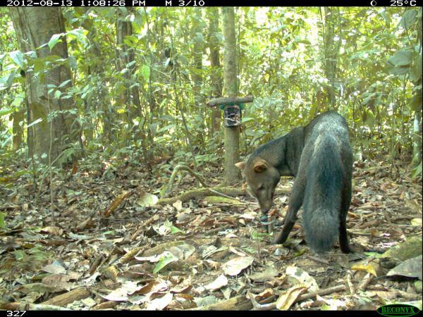 The ‘ghost dog’ of the Amazon&hellip;