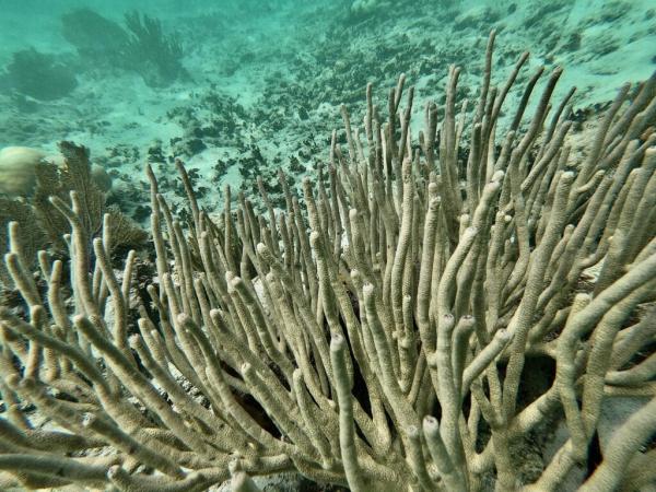 Scientists Push for More Ambitious&hellip;