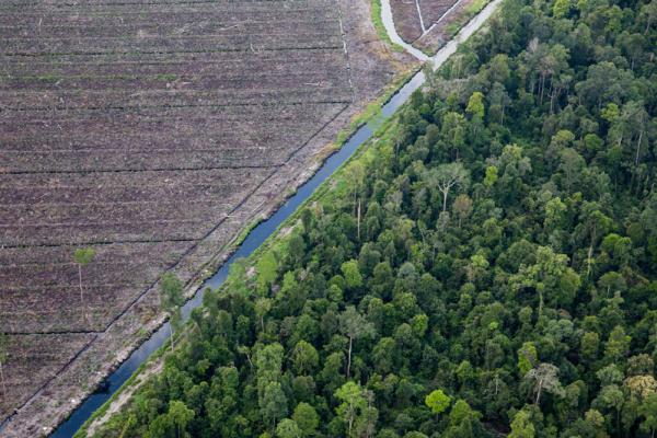 Critics say FSC update risks weakening…
