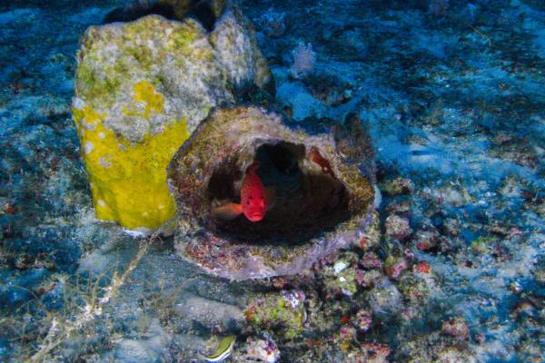 photo of As COP30 Unfolds in the Amazon, Brazil Is Drilling for Oil Near the Great Amazon Reef System image