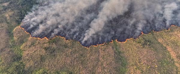 Amazon deforestation alerts fall to…