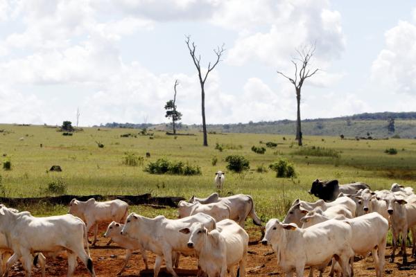 Nearly all climate claims by meat and&hellip;