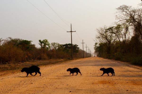 Forest-focused environment laws may be&hellip;