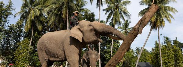 Tsunami veteran rescue elephants&hellip;