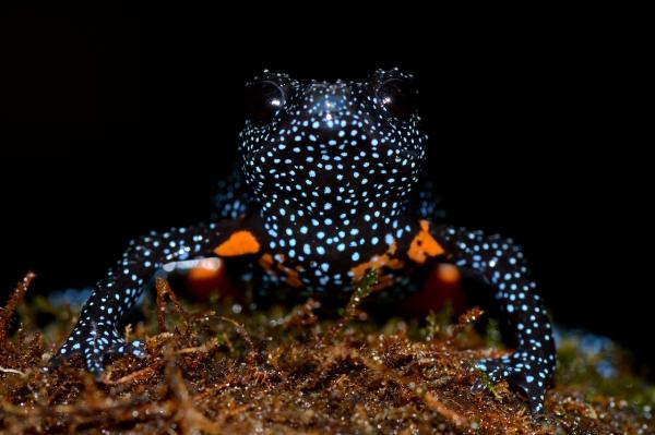Photo tourism threatens rare galaxy frog&hellip;