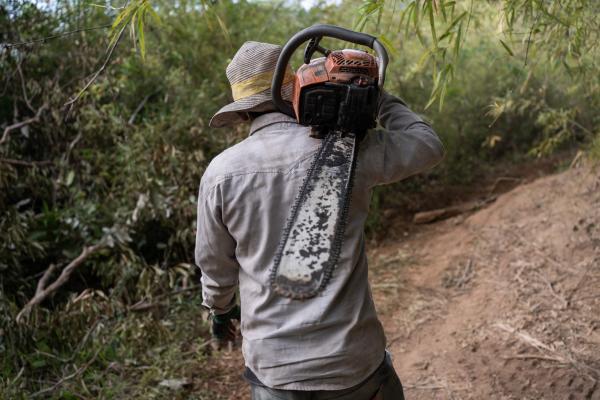 Despite a drop in deforestation in 2025,&hellip;