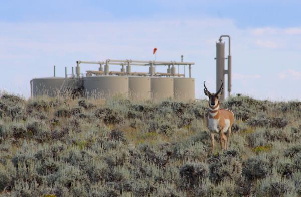 Malnutrition killed Wyoming pronghorn in&hellip;